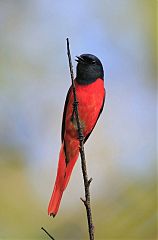 Short-billed Minivet